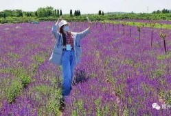 胶州有哪些爆料新闻网站,聚焦热点，洞察民生